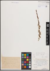 Foto von Salix caprea L. x Salix eleagnos Scop.